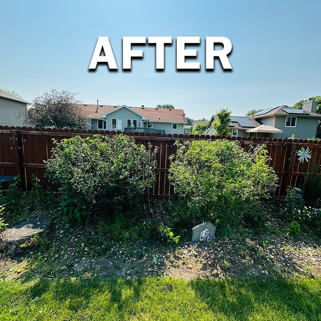 Trimming project 2, after: shaped growth and safer clearance along paths or siding.