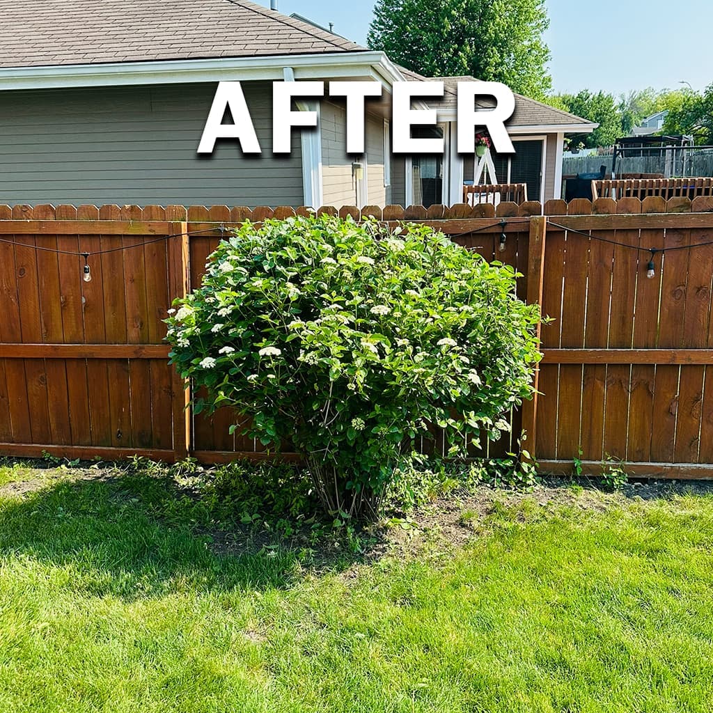 Tree and shrub trimming, after: cleared walk line and visible fence with a maintained look.