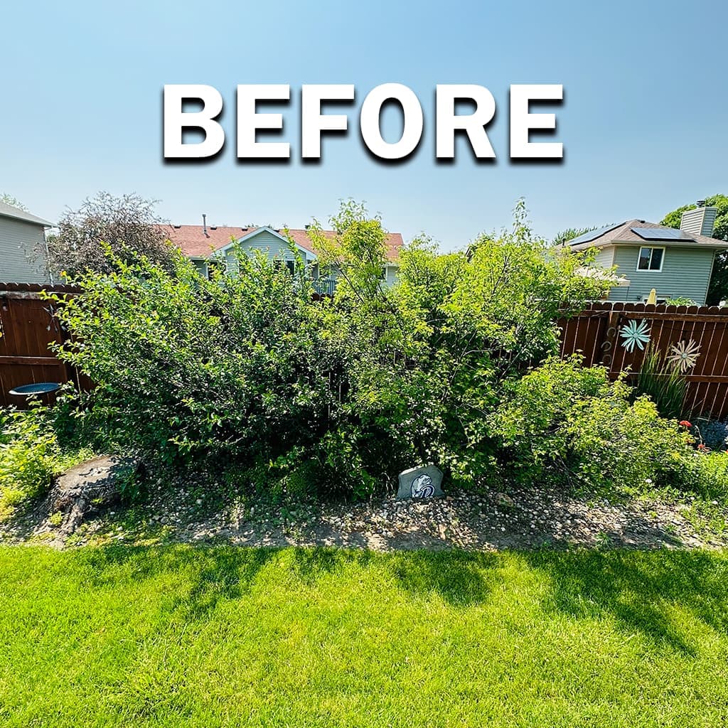 Trimming project 2, before: dense shrubs or branches encroaching on exterior space.