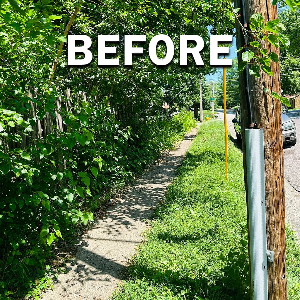 Trimming project 3, before: hedge or ornamental growth before reduction.
