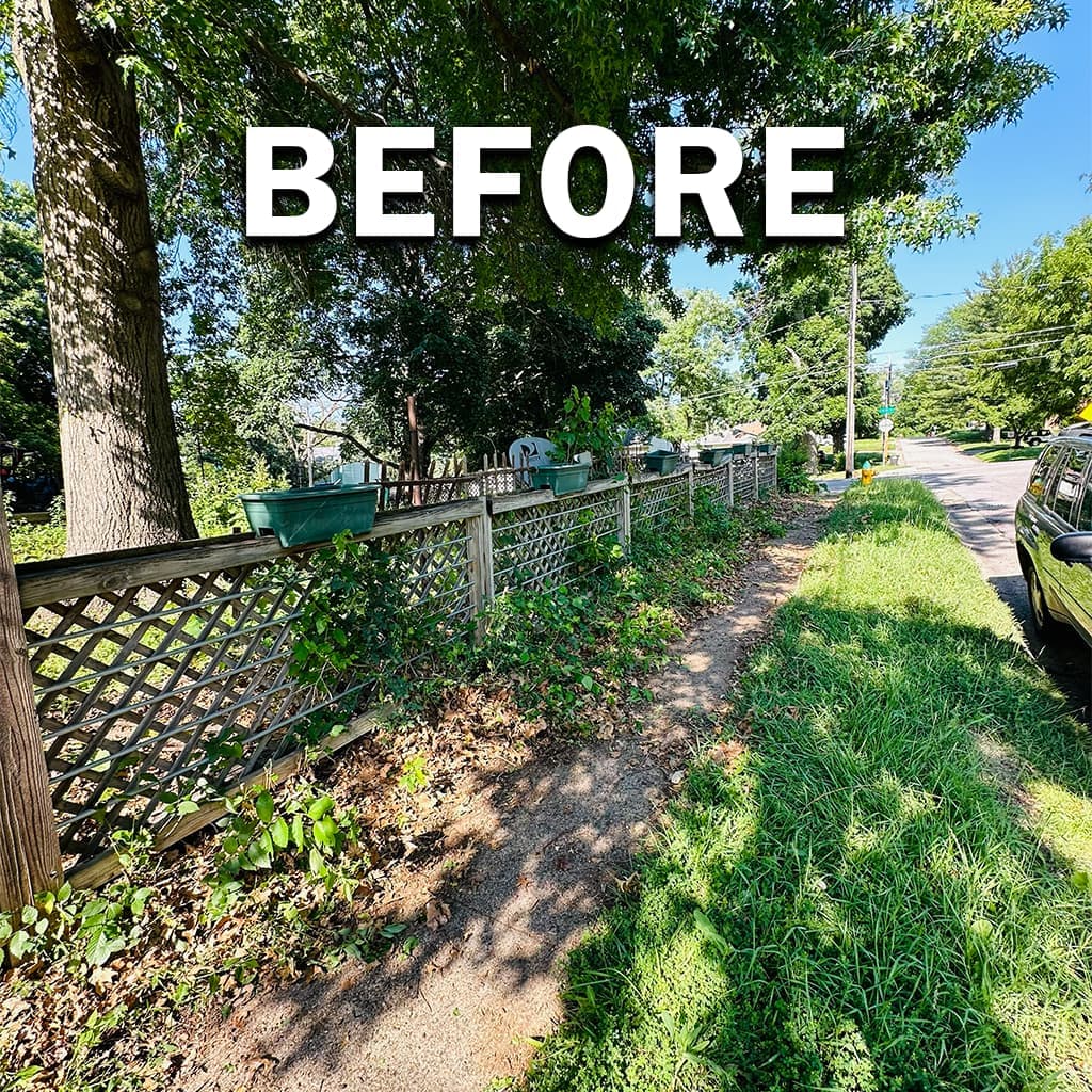 Trimming project 4, before: overgrown foundation or fence-line plantings.