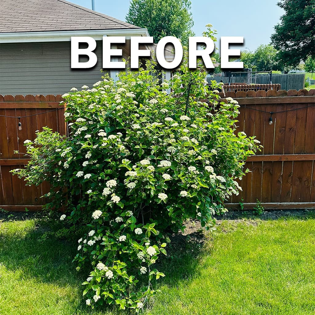 Tree and shrub trimming, before: overgrown growth along a fence and sidewalk in the Des Moines metro.