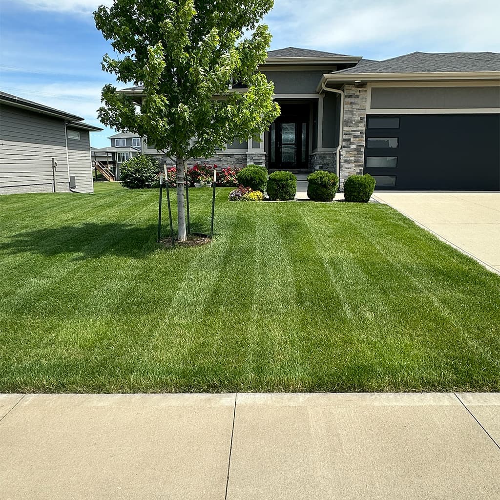 Residential lawn after mowing—striped cool-season grass and clean trim along a driveway.
