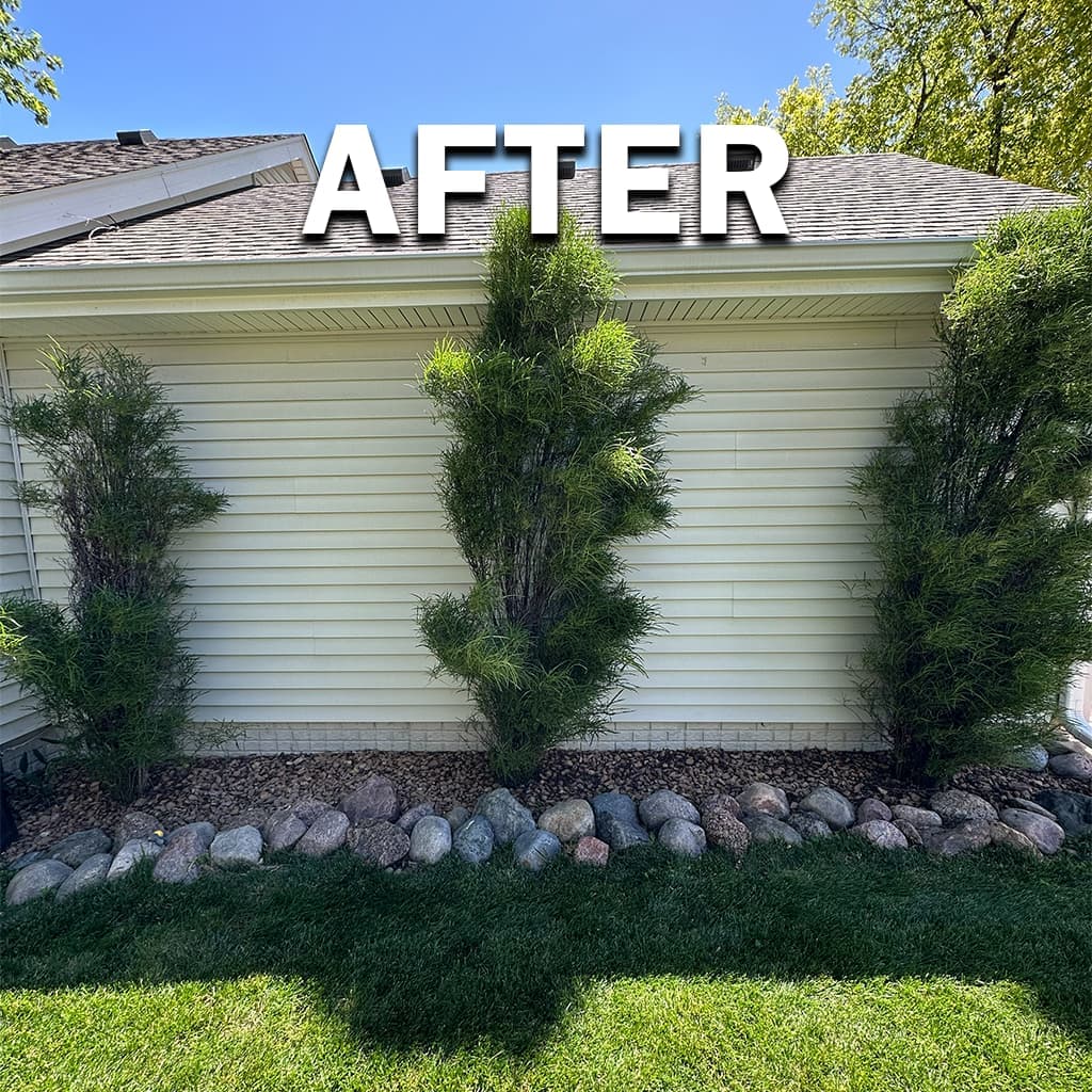 Weed removal project 2, after: pulled weeds and tidy edge ready for mowing.