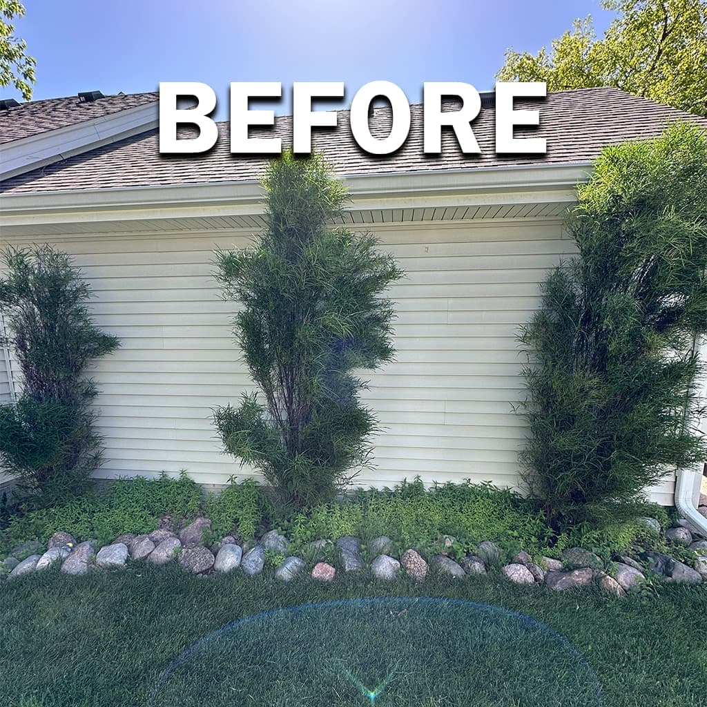 Weed removal project 2, before: weeds crowding turf along a walk or bed border.