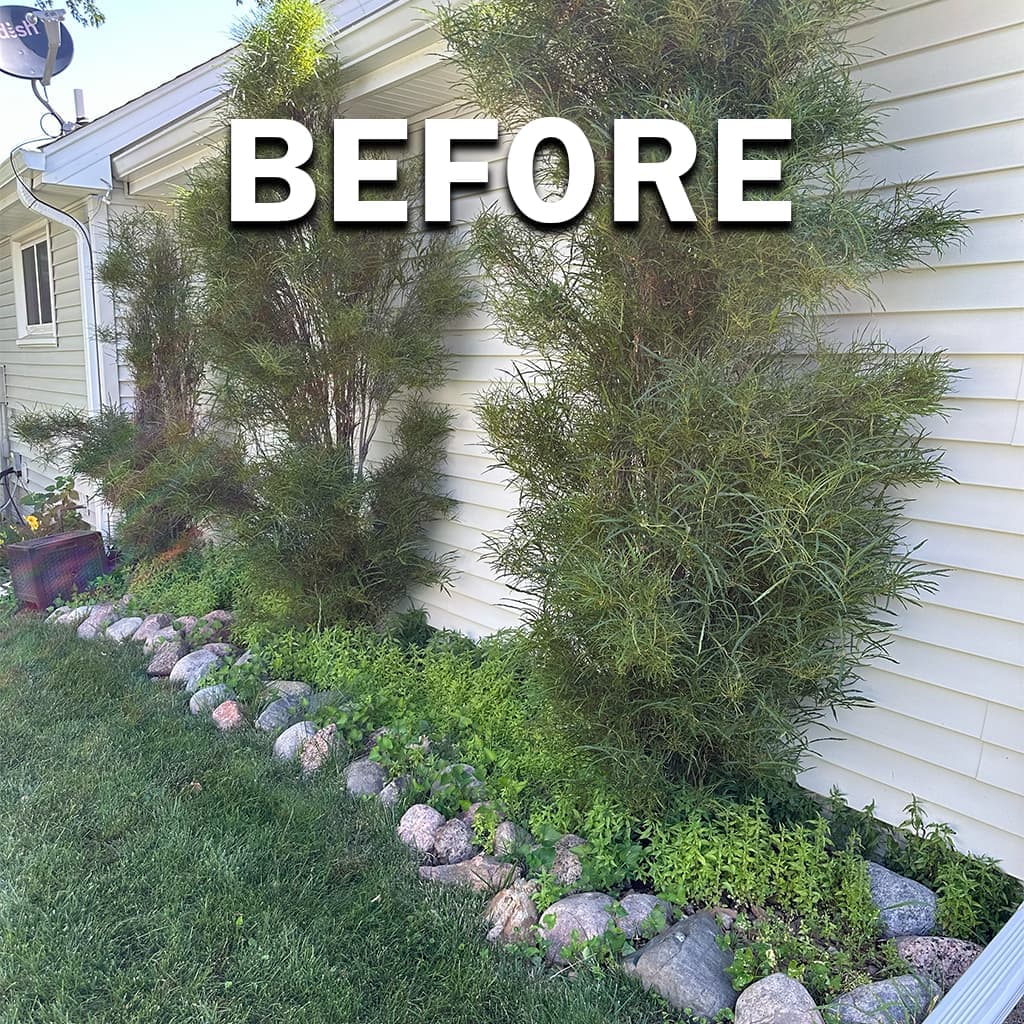 Manual weed removal, before: heavy weeds along a lawn edge and bed line in the Des Moines metro.